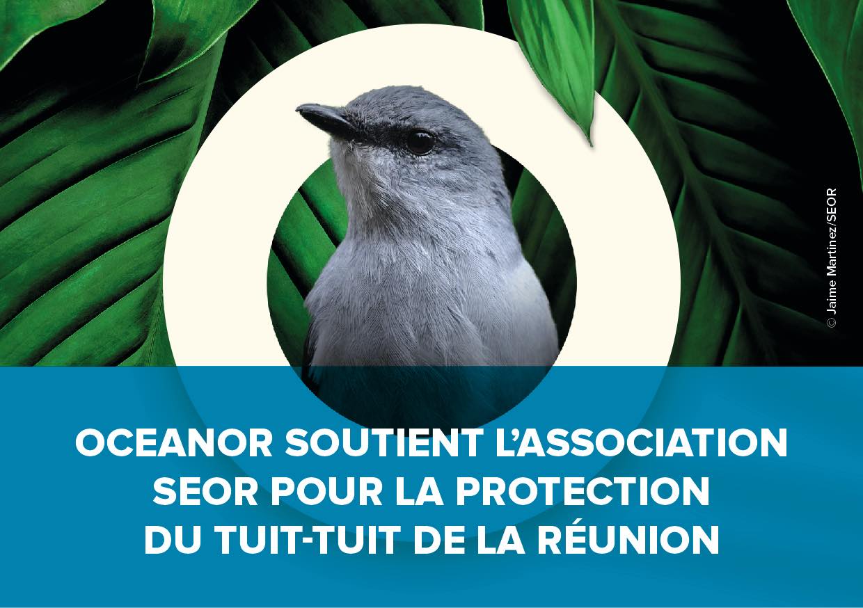 OcéanOr protège le Tuit-Tuit de La Réunion